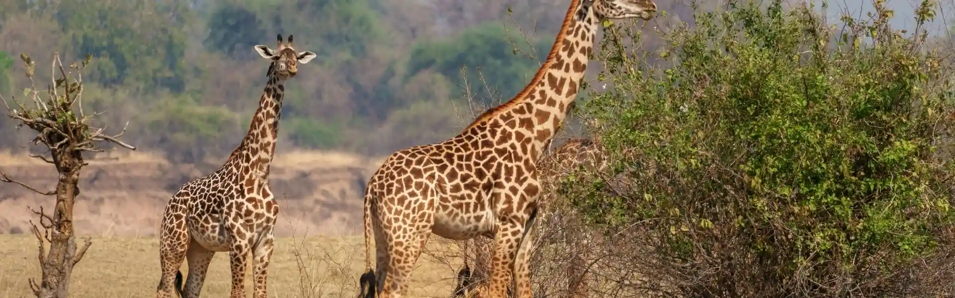 Wildlife Experience